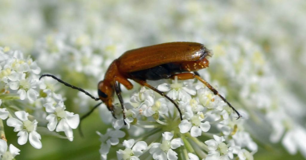 Anaspis? no, Zonitis flava - Meloidae